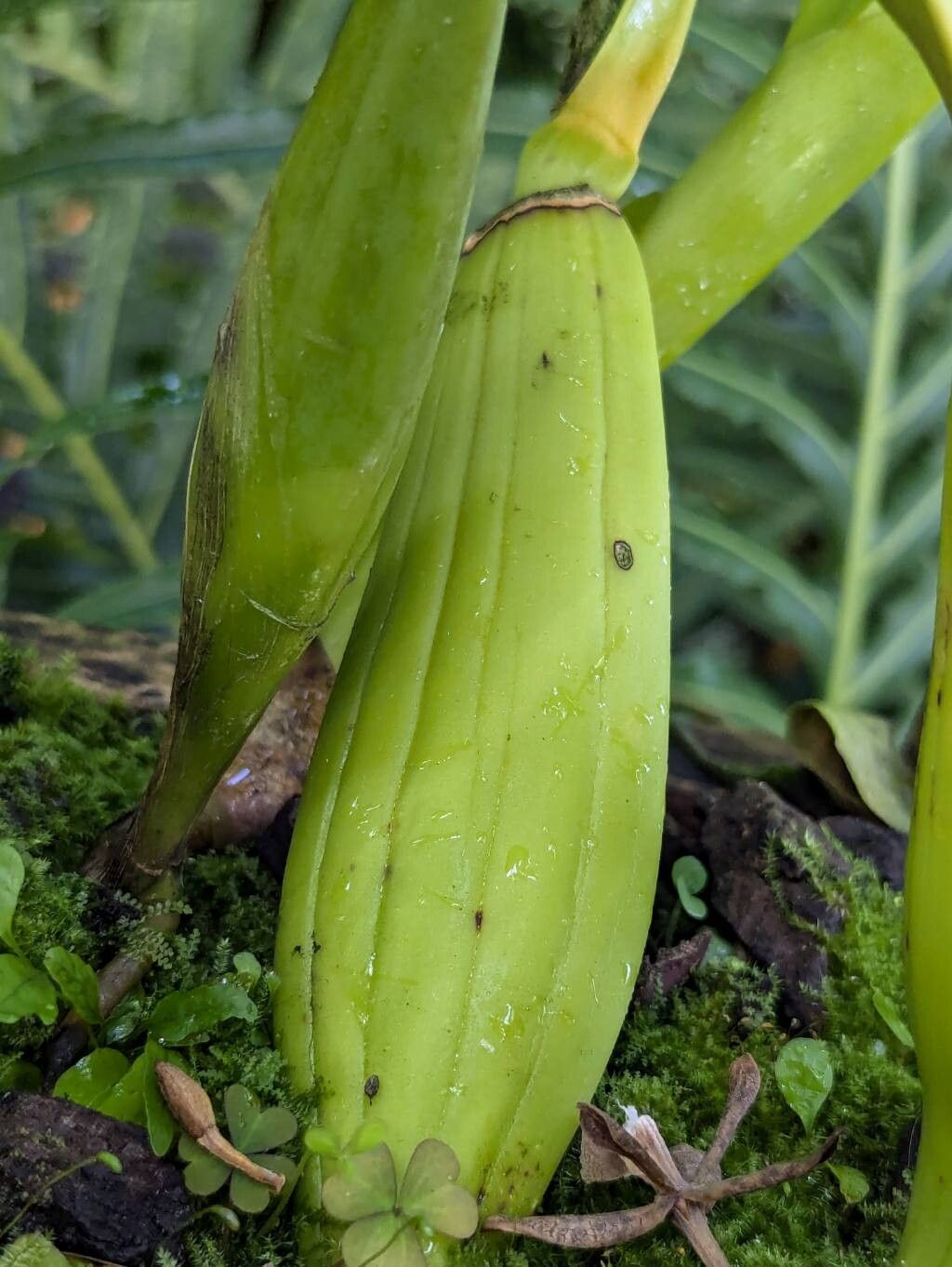 Prosthechea crassilabia bark