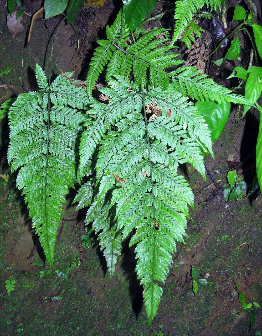 Parapolystichum excultum — houseplant care guide