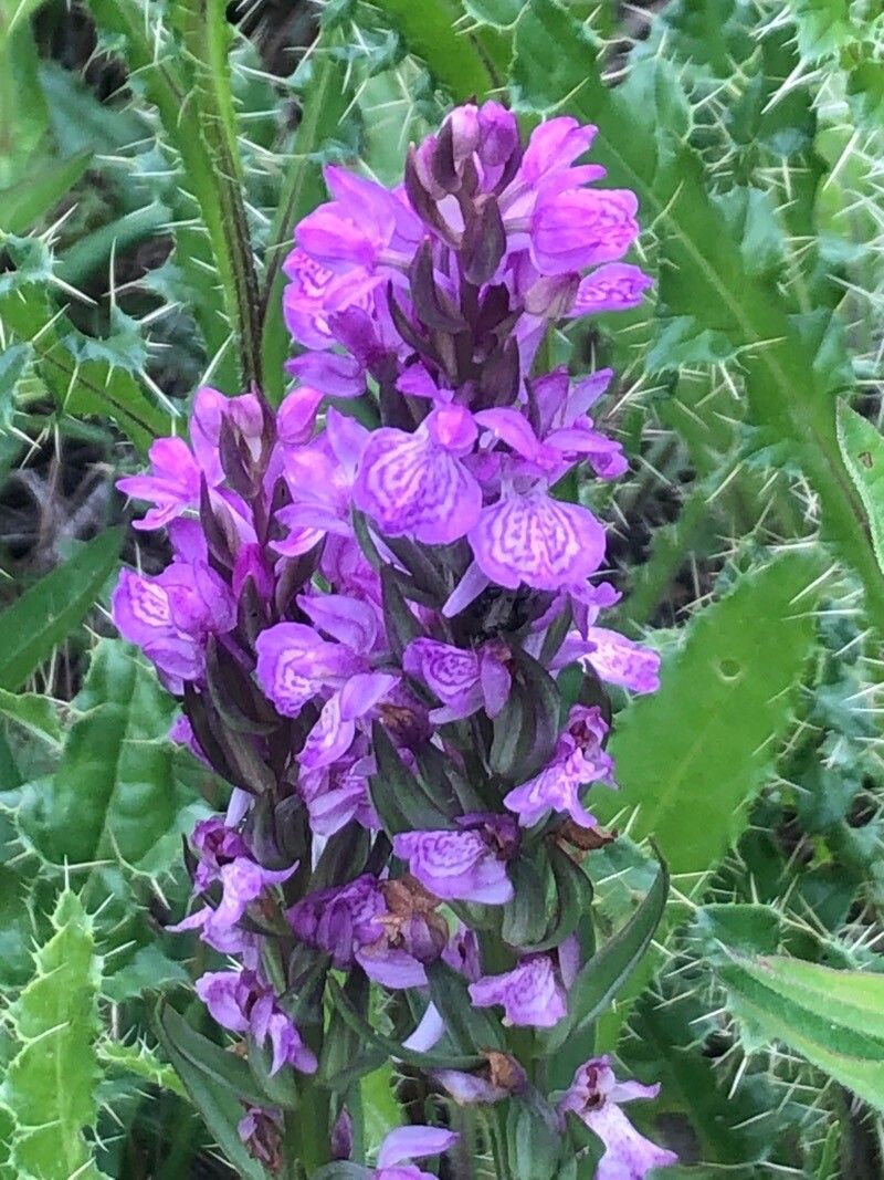 Dactylorhiza elata flower