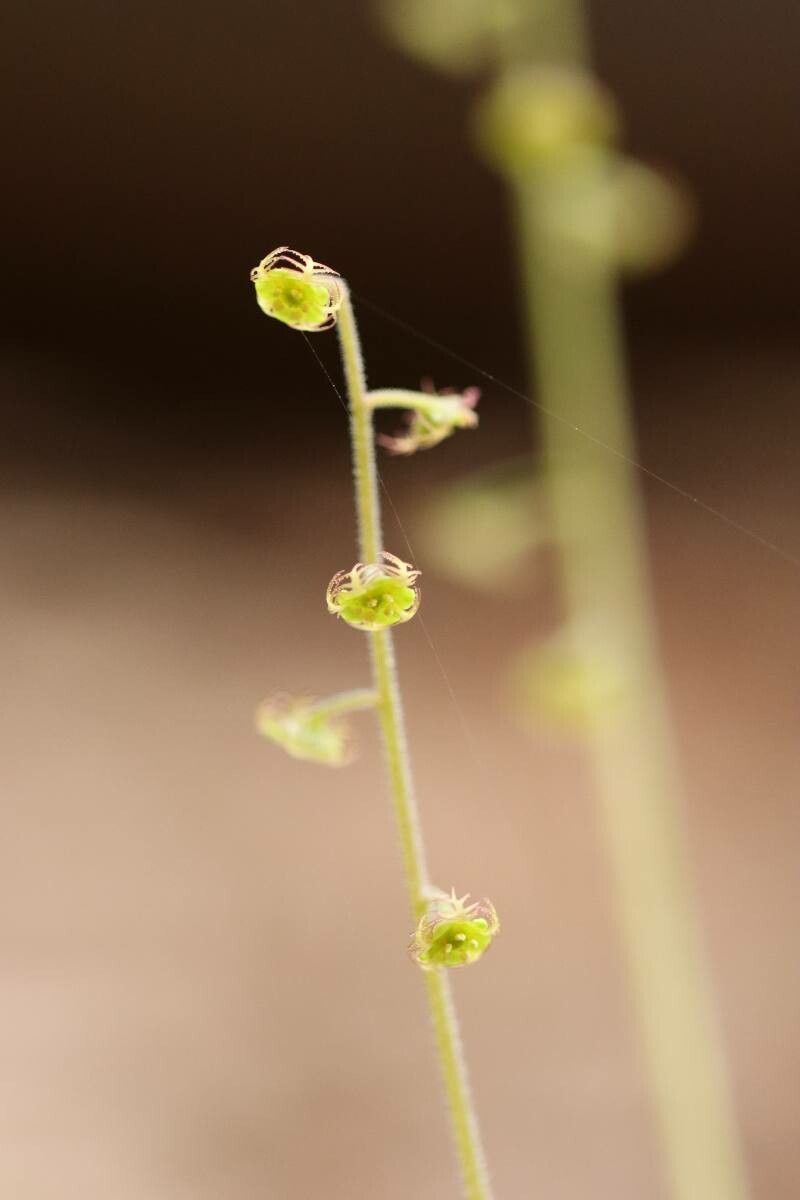 Mitella pauciflora — houseplant care guide