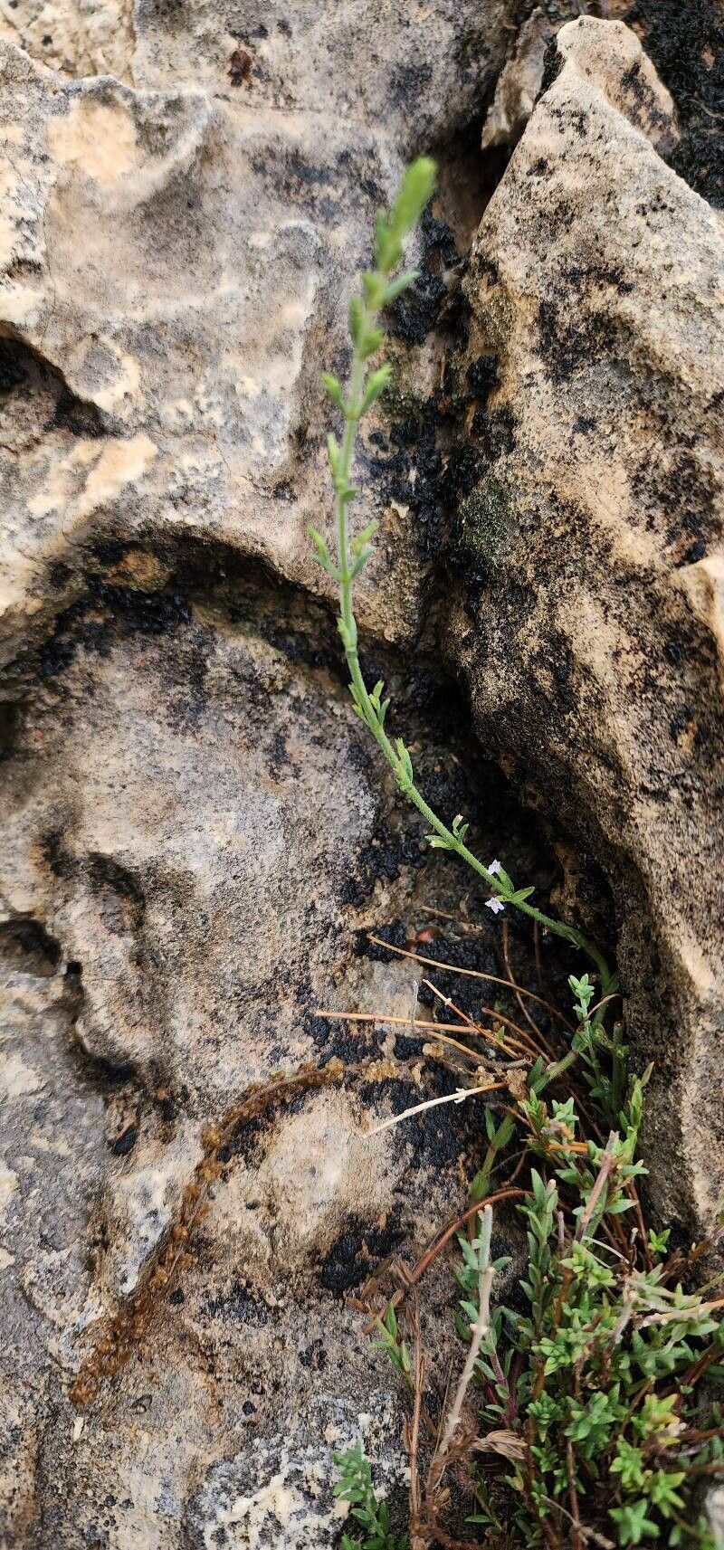 Micromeria persica habit