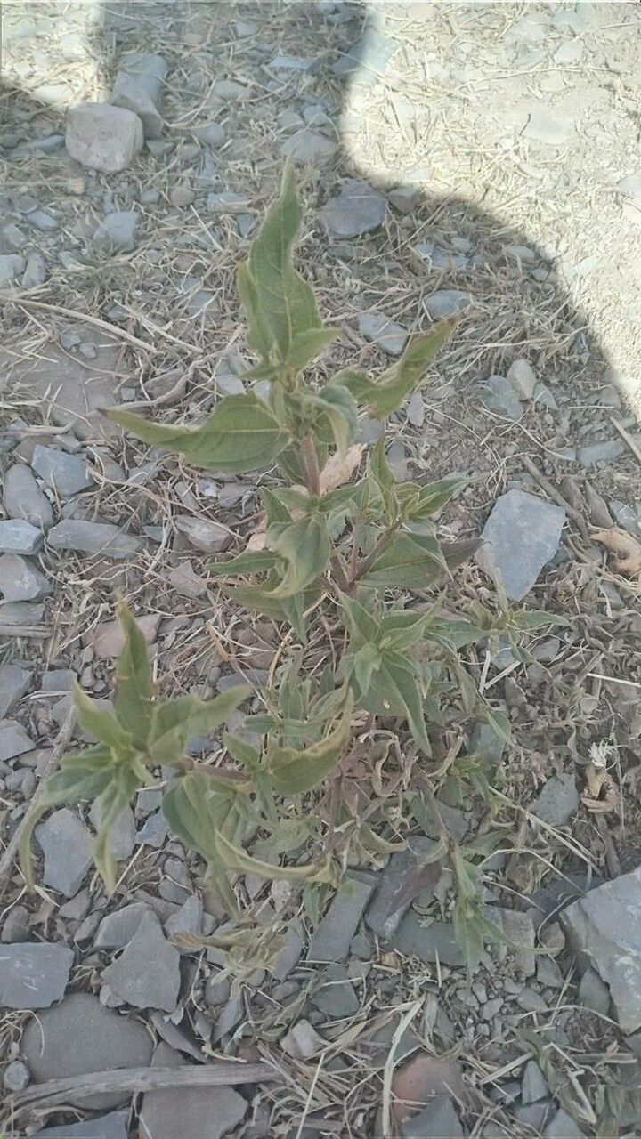 Aspilia mossambicensis leaf
