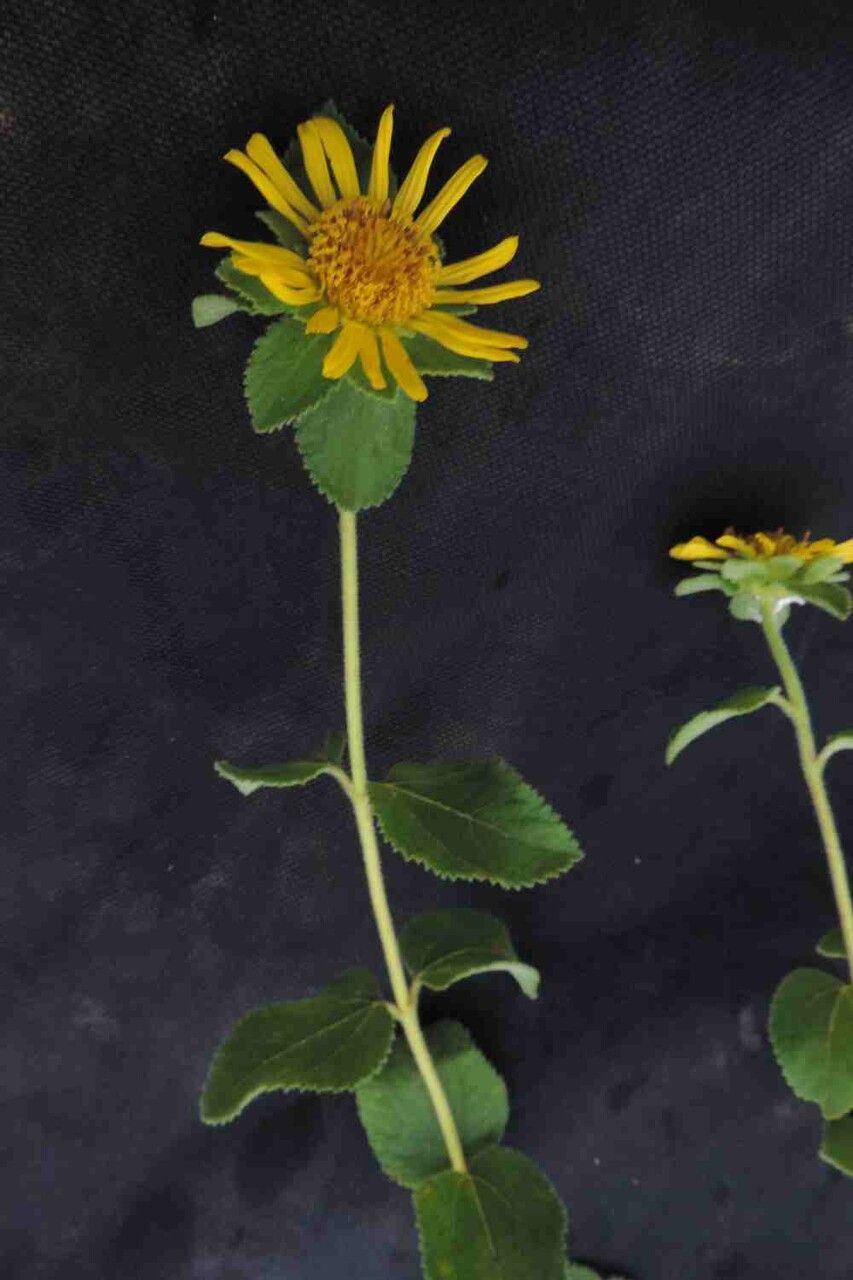 Aspilia platyphylla flower