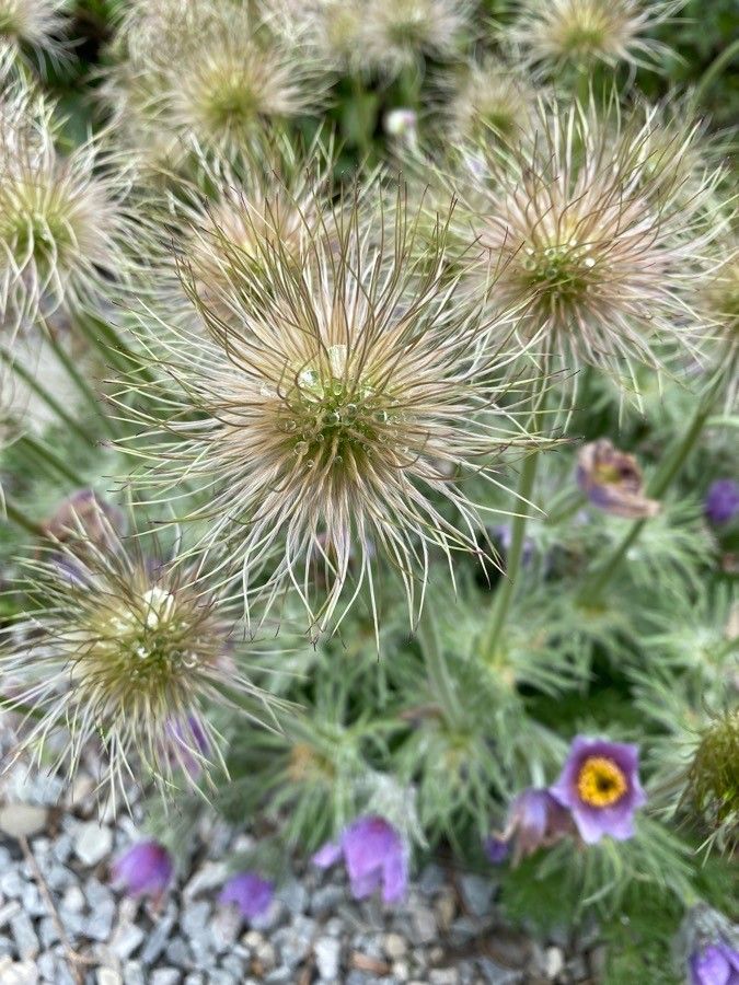 Anemone pulsatilla fruit