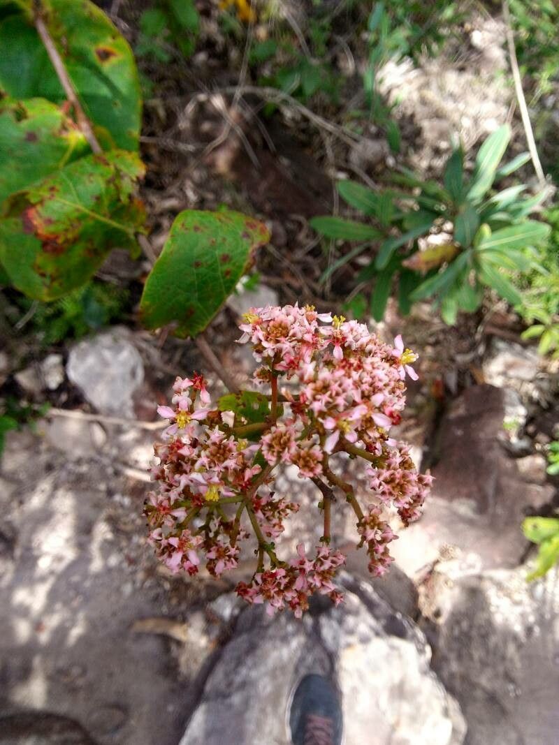 Heteropterys pteropetala flower