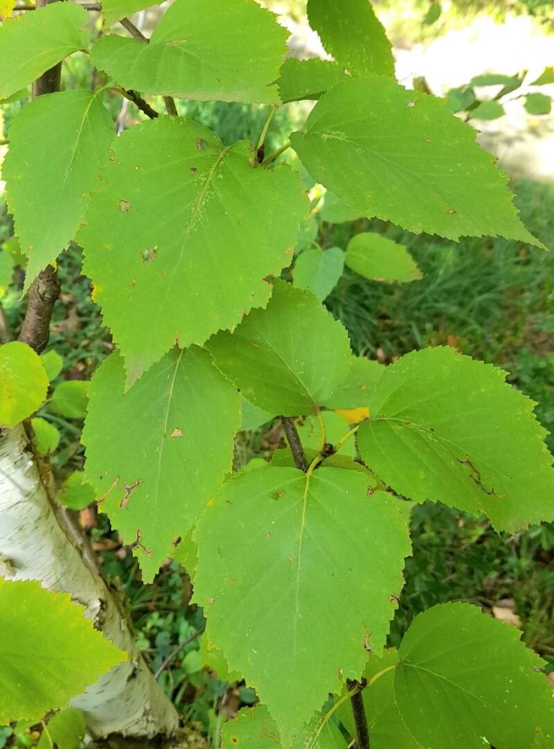 Betula cordifolia — search result for 'Betula'