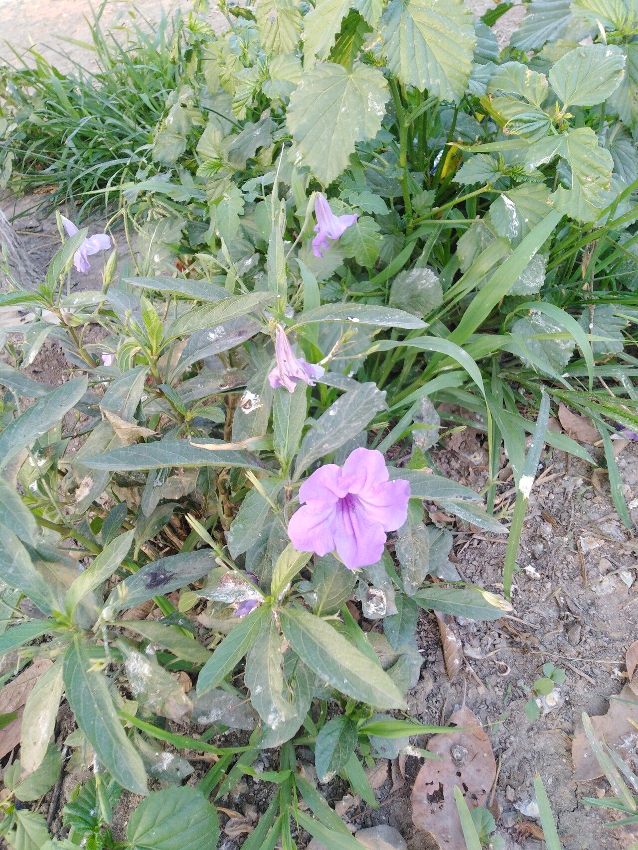 Ruellia lactea — search result for 'Ruellia'