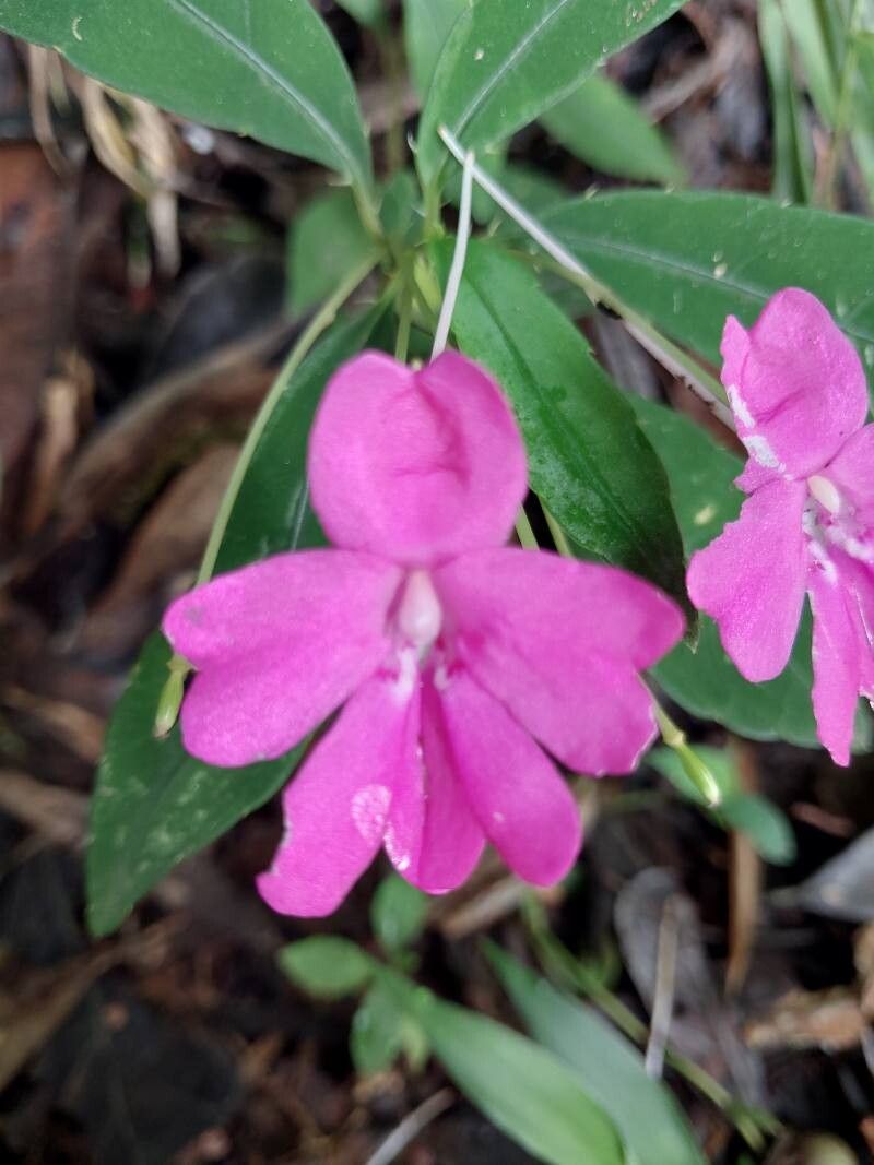 Impatiens firmula flower