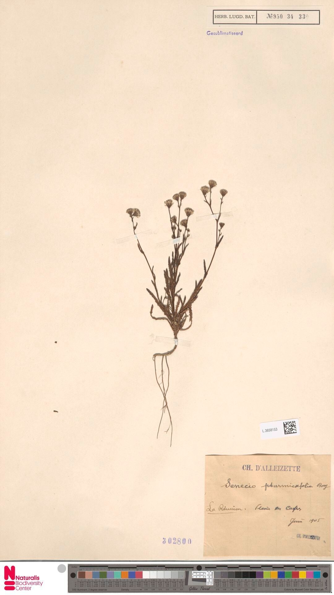 Senecio ptarmicifolius — houseplant care guide