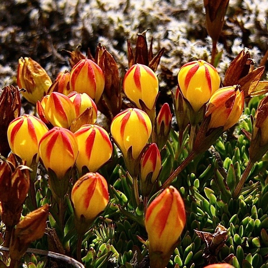 Gentianella hirculus — search result for 'Gentianella'