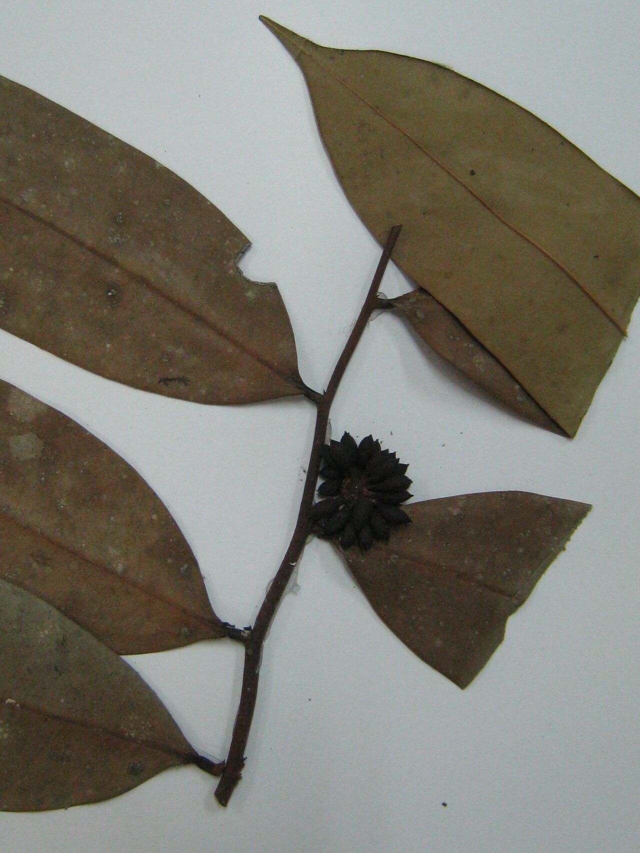 Guatteria conspicua other