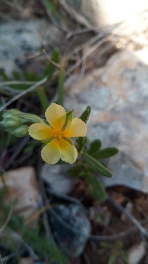 Helianthemum salicifolium flower