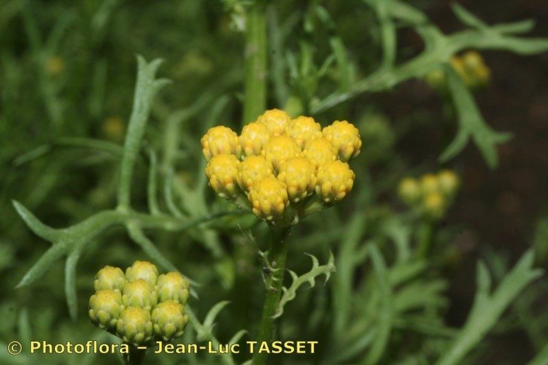 Lonas annua — search result for 'Tunisia'