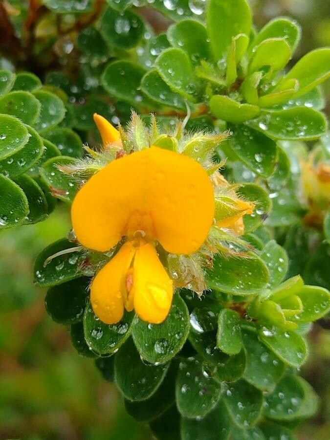 Pultenaea ferruginea flower