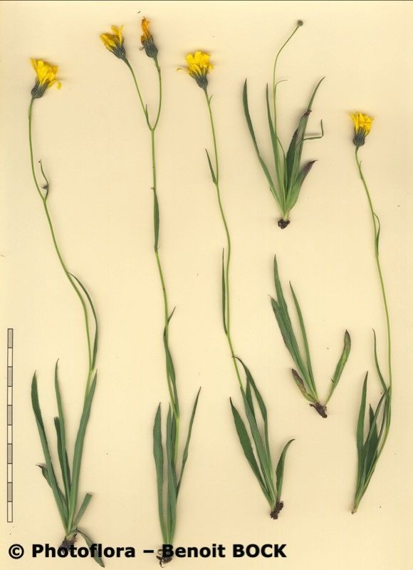 Hieracium bupleuroides other