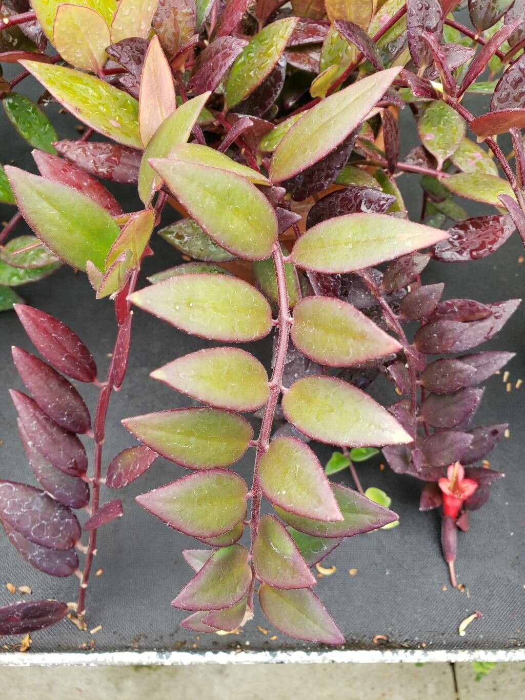 Aeschynanthus parviflorus — search result for 'Aeschynanthus'