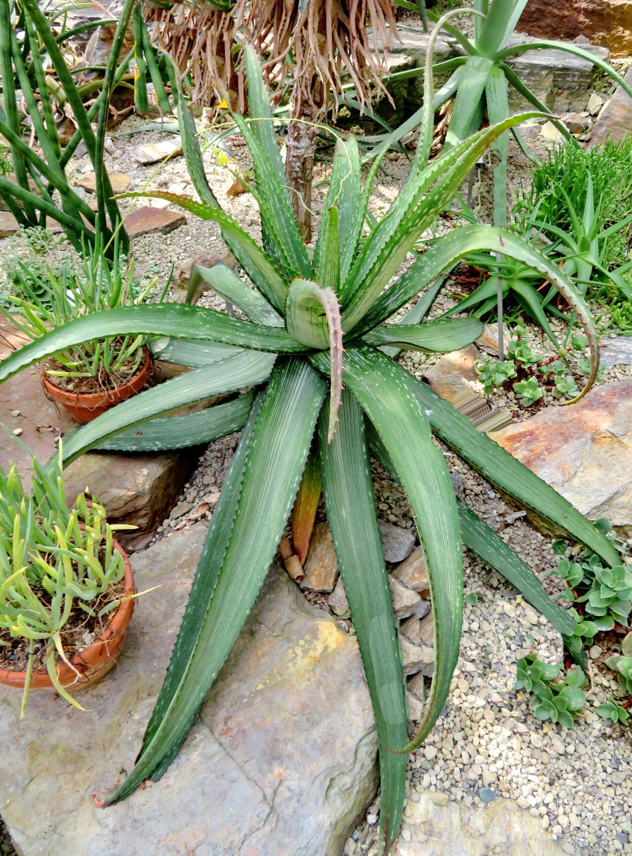 Aloe branddraaiensis — houseplant care guide