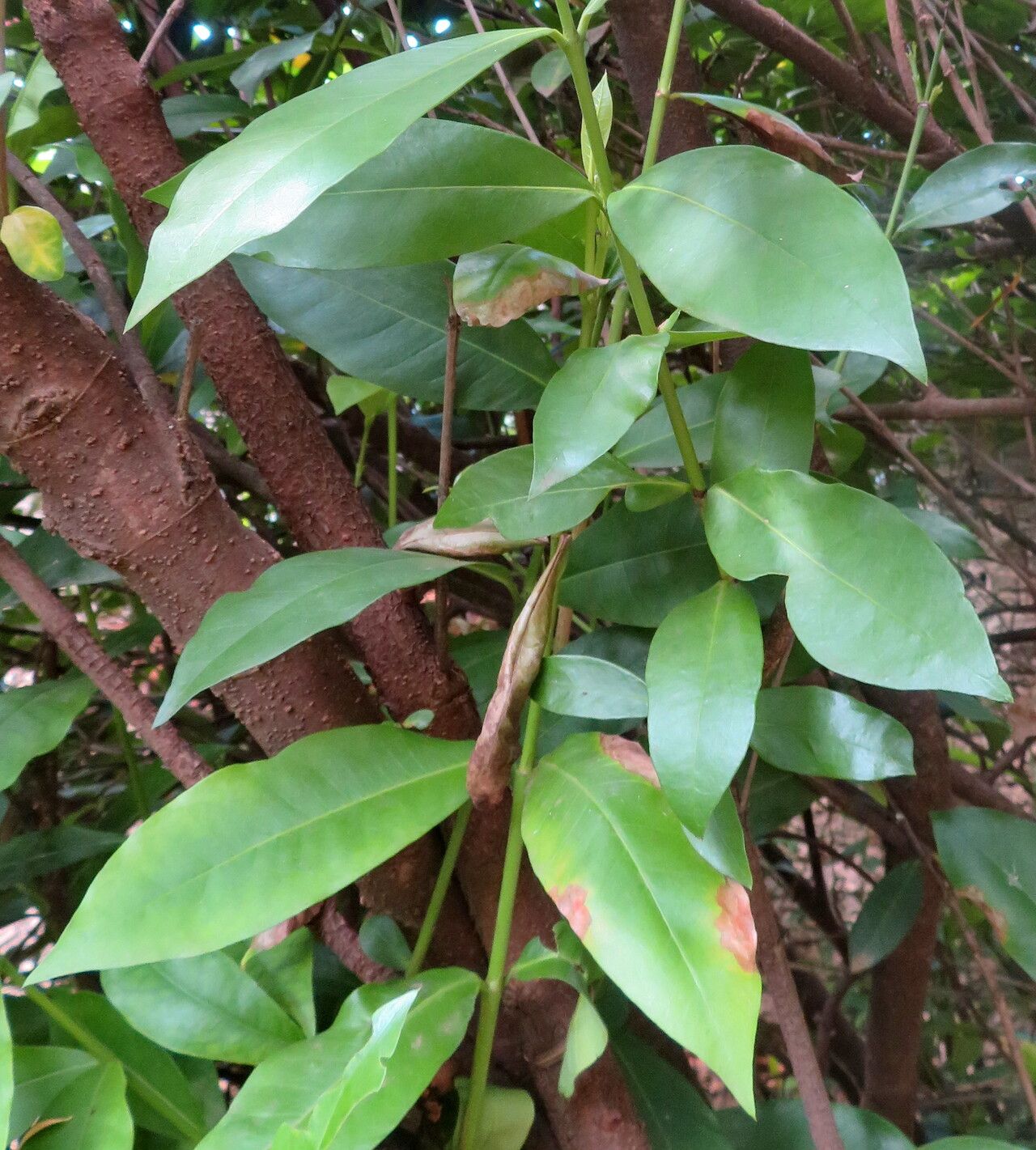 Ixora undulata — houseplant care guide