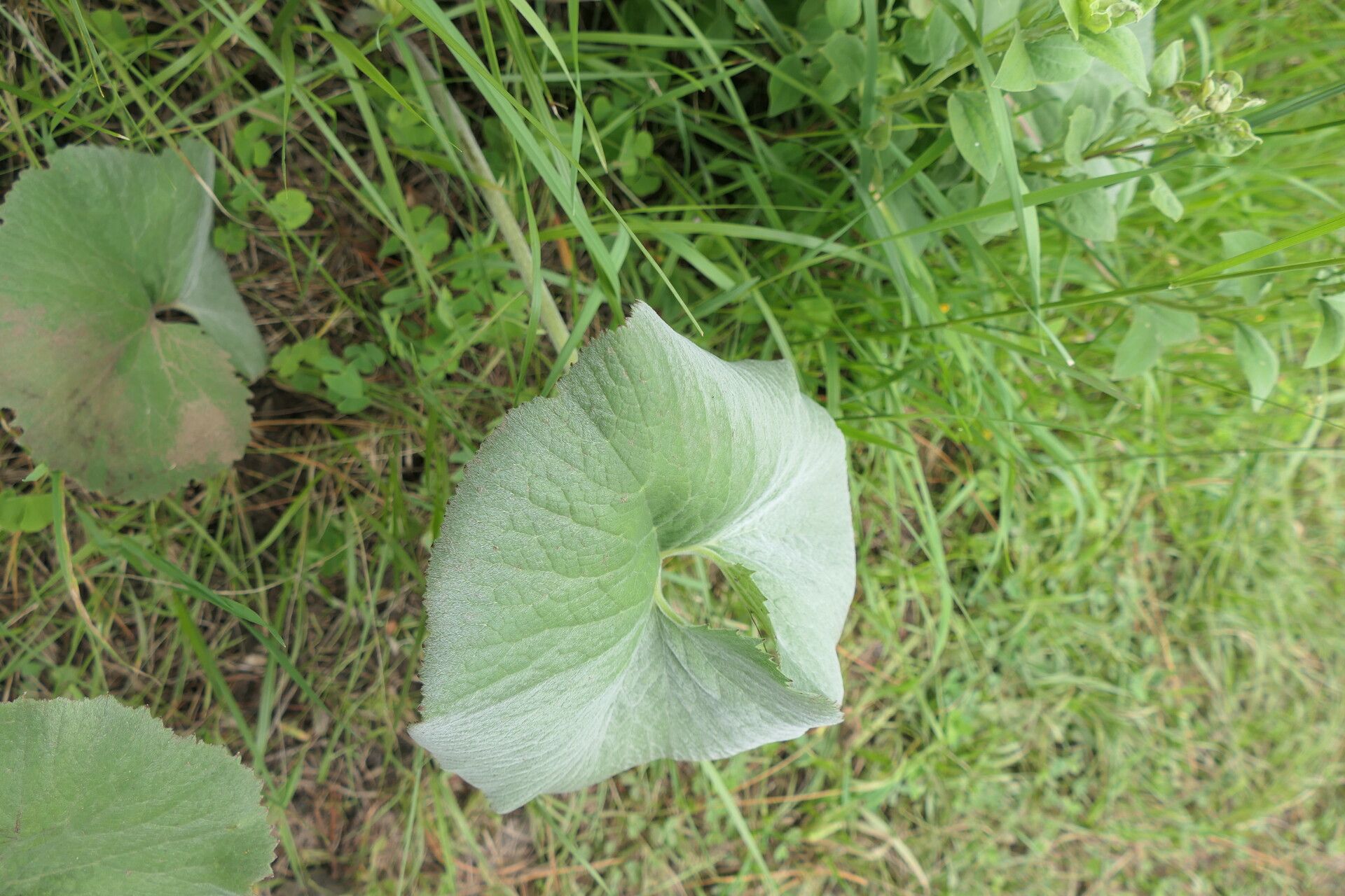 Gunnera perpensa habit