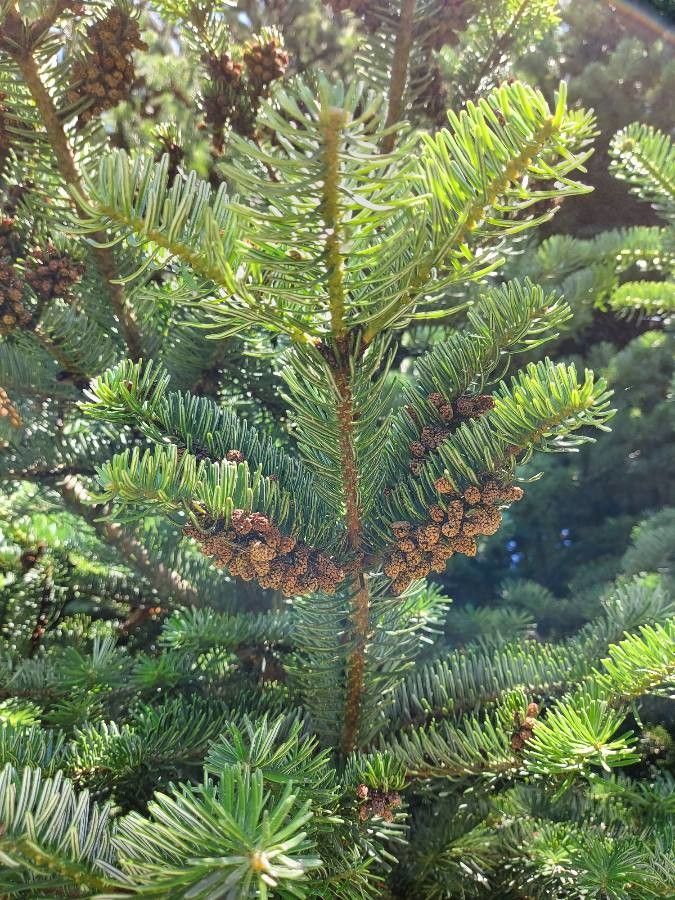 Abies nordmanniana fruit