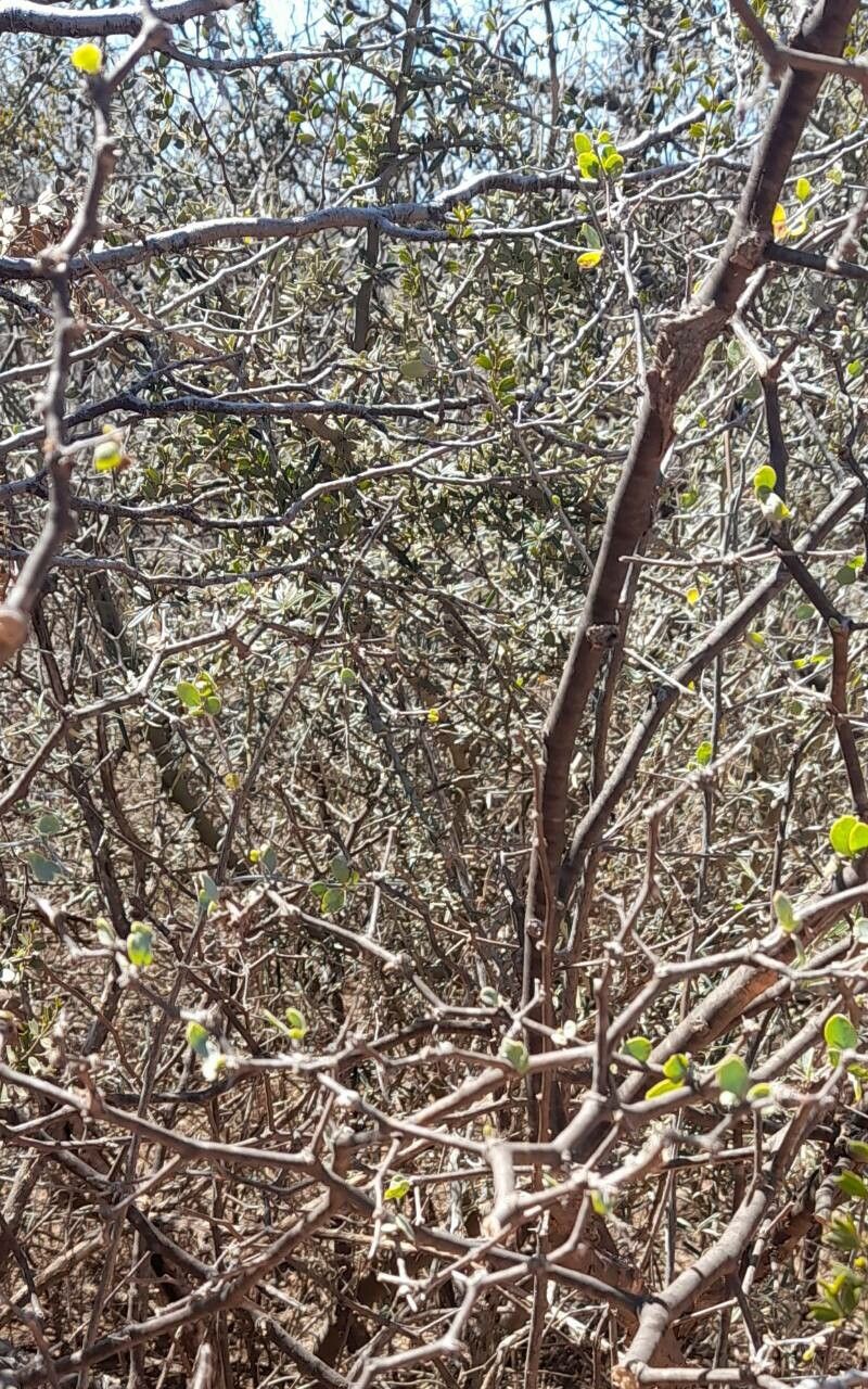 Lycium boerhaviifolium habit