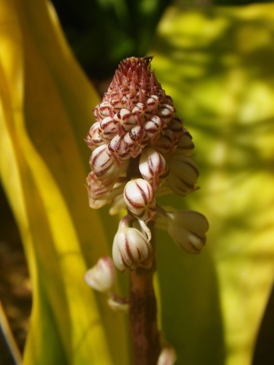 Drimia hesperia flower
