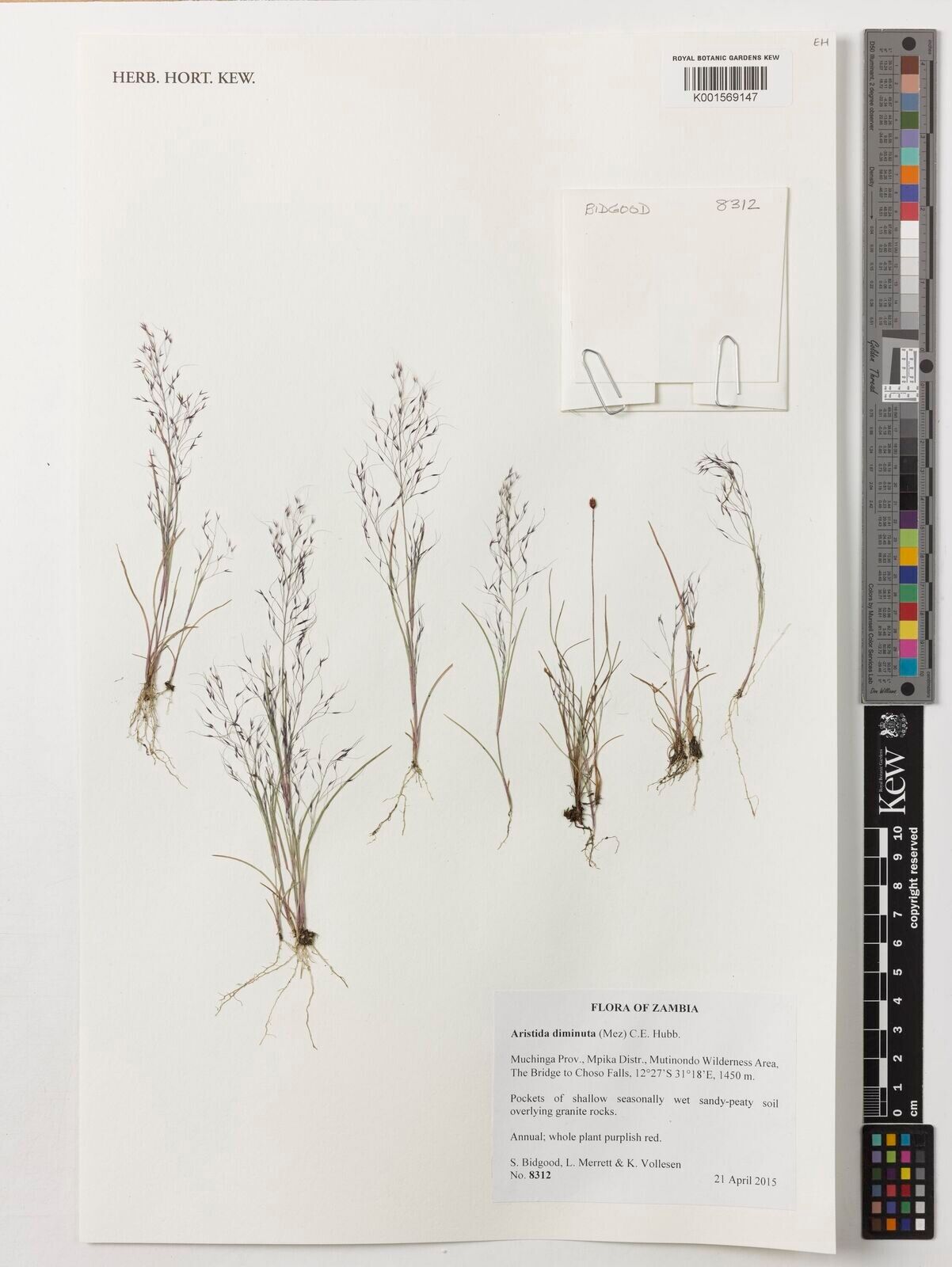 Aristida diminuta — search result for 'Aristida'