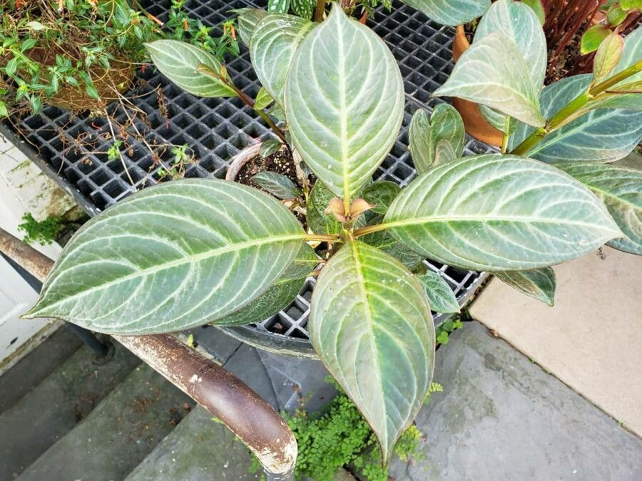 Drymonia conchocalyx — related species from the same genus