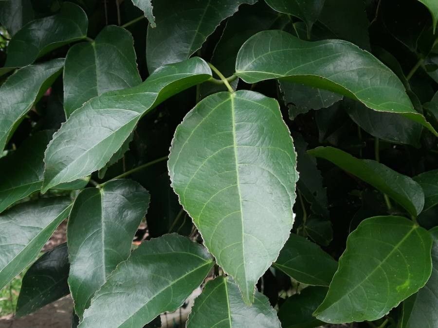 Strongylodon macrobotrys leaf