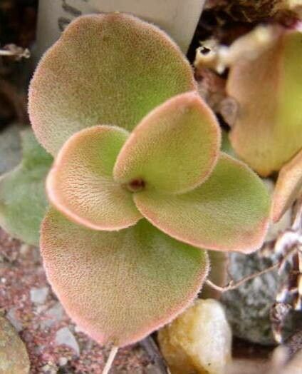 Phedimus obtusifolius — search result for 'Phedimus'