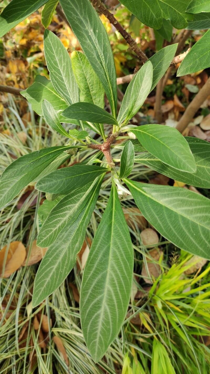 Edgeworthia chrysantha — loam houseplant