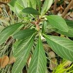 Edgeworthia chrysantha