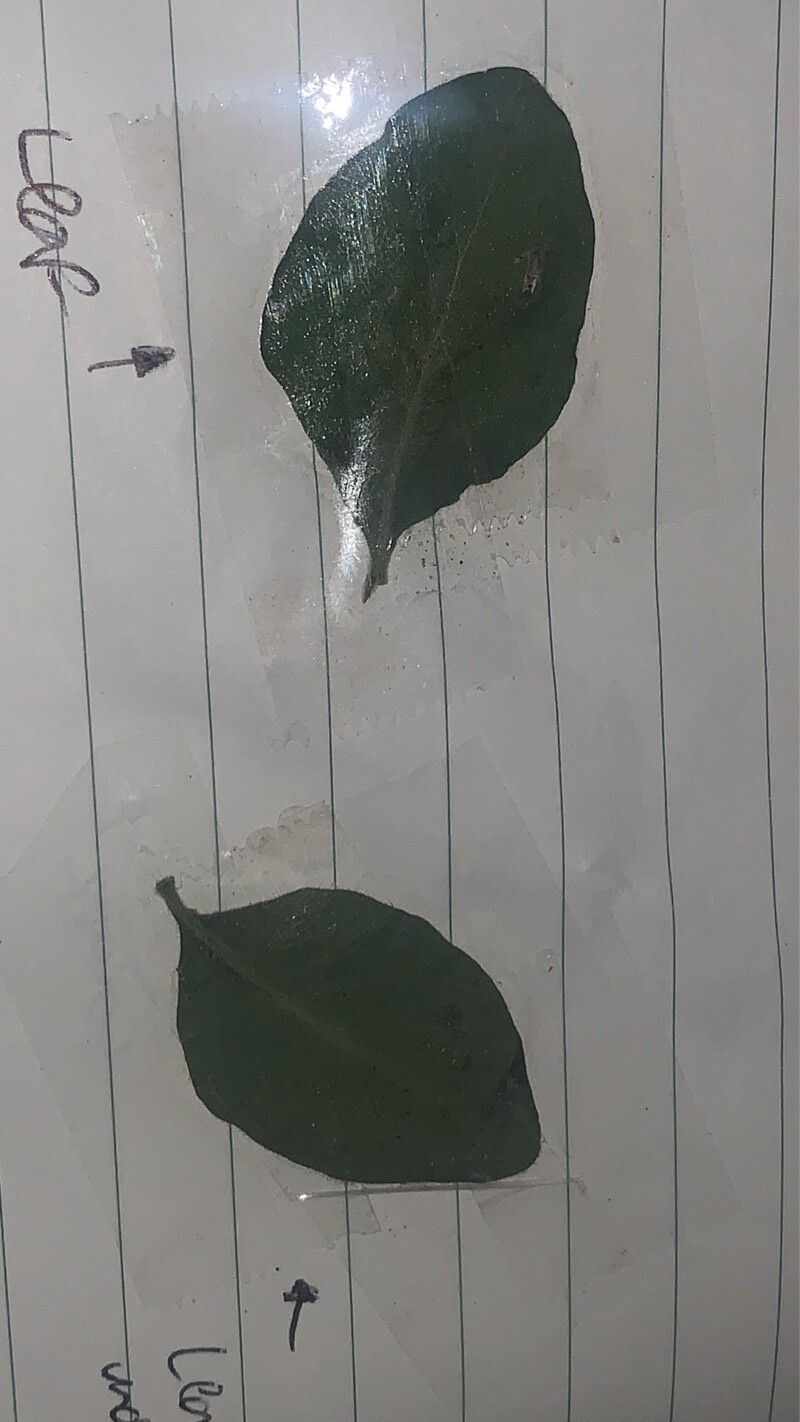 Silene rotundifolia — search result for 'Silene'