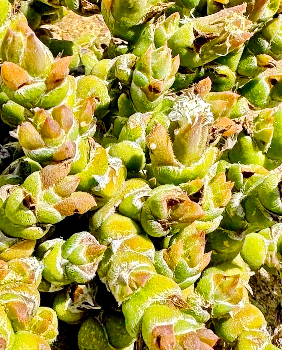 Mesembryanthemum marlothii leaf