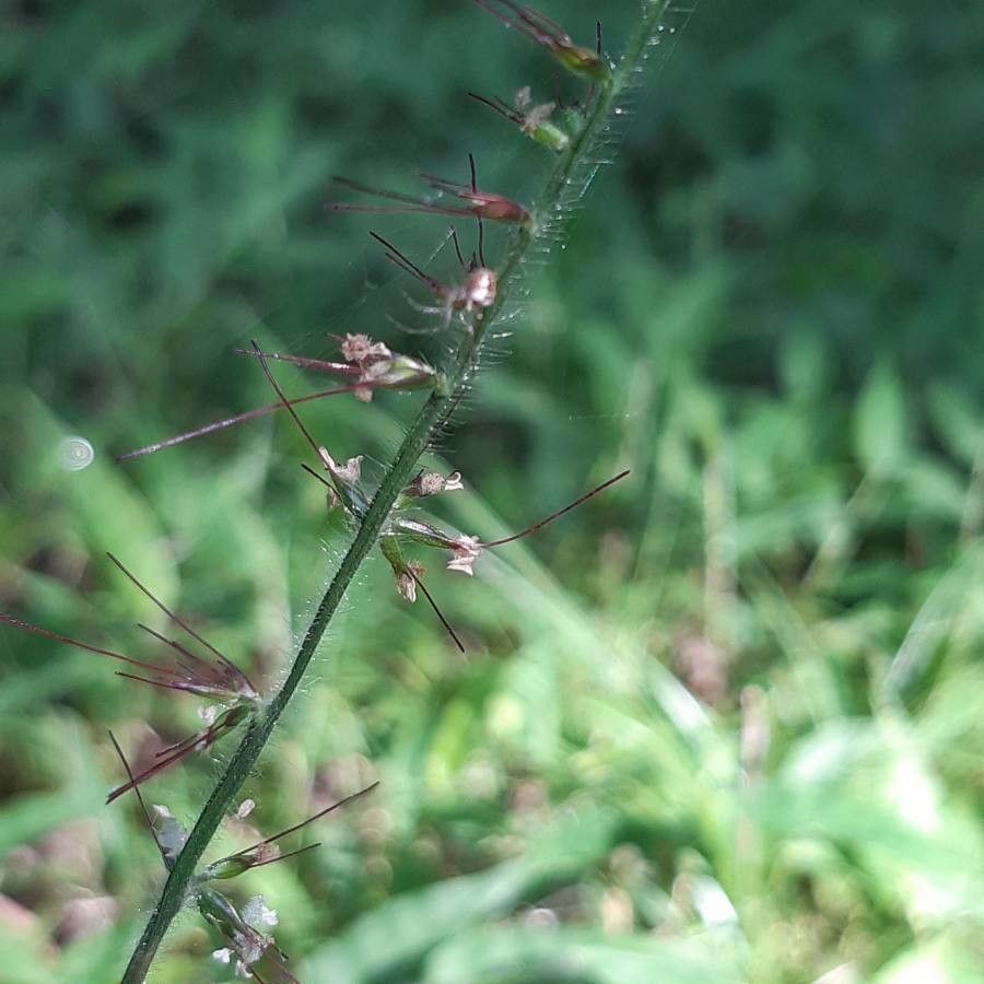 Oplismenus undulatifolius flower