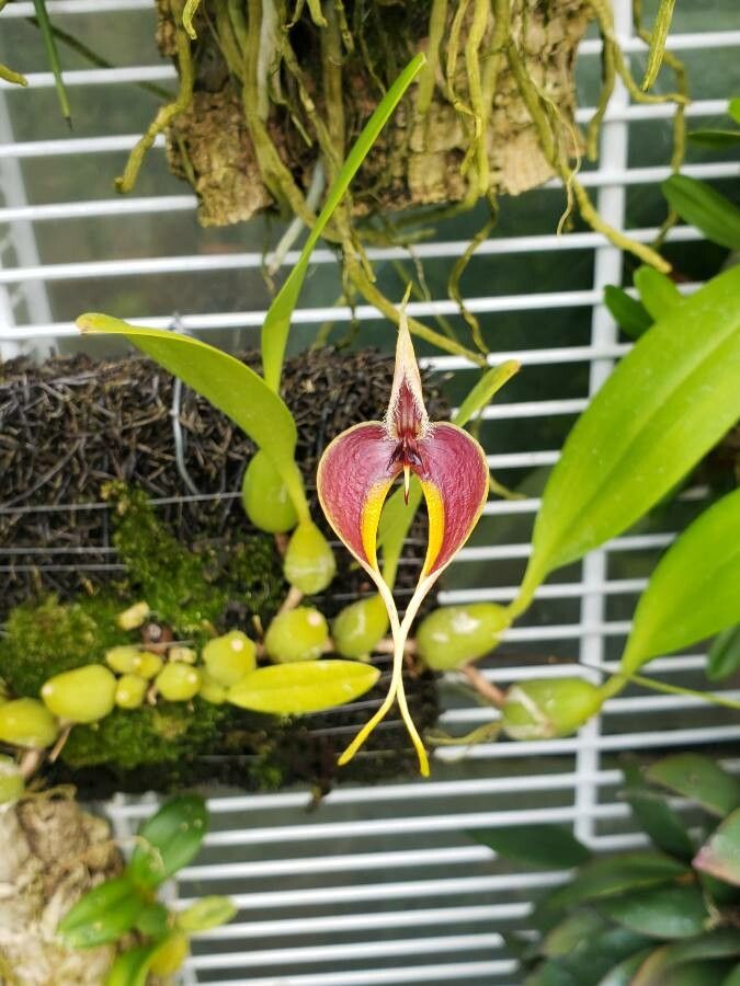 Bulbophyllum cuspidipetalum flower