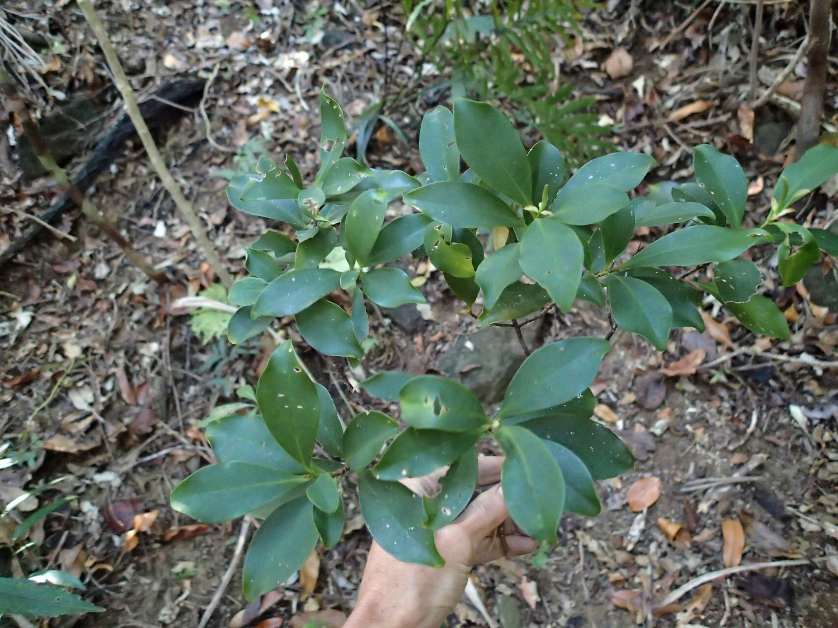 Myrsine arborea — related species from the same genus