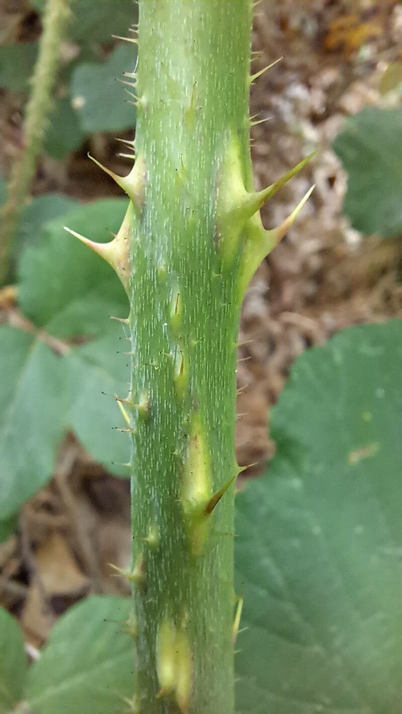 Rubus muridens other