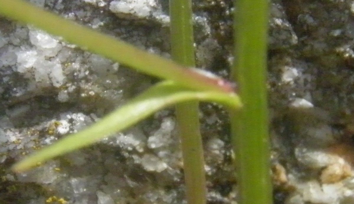 Campanula lusitanica bark