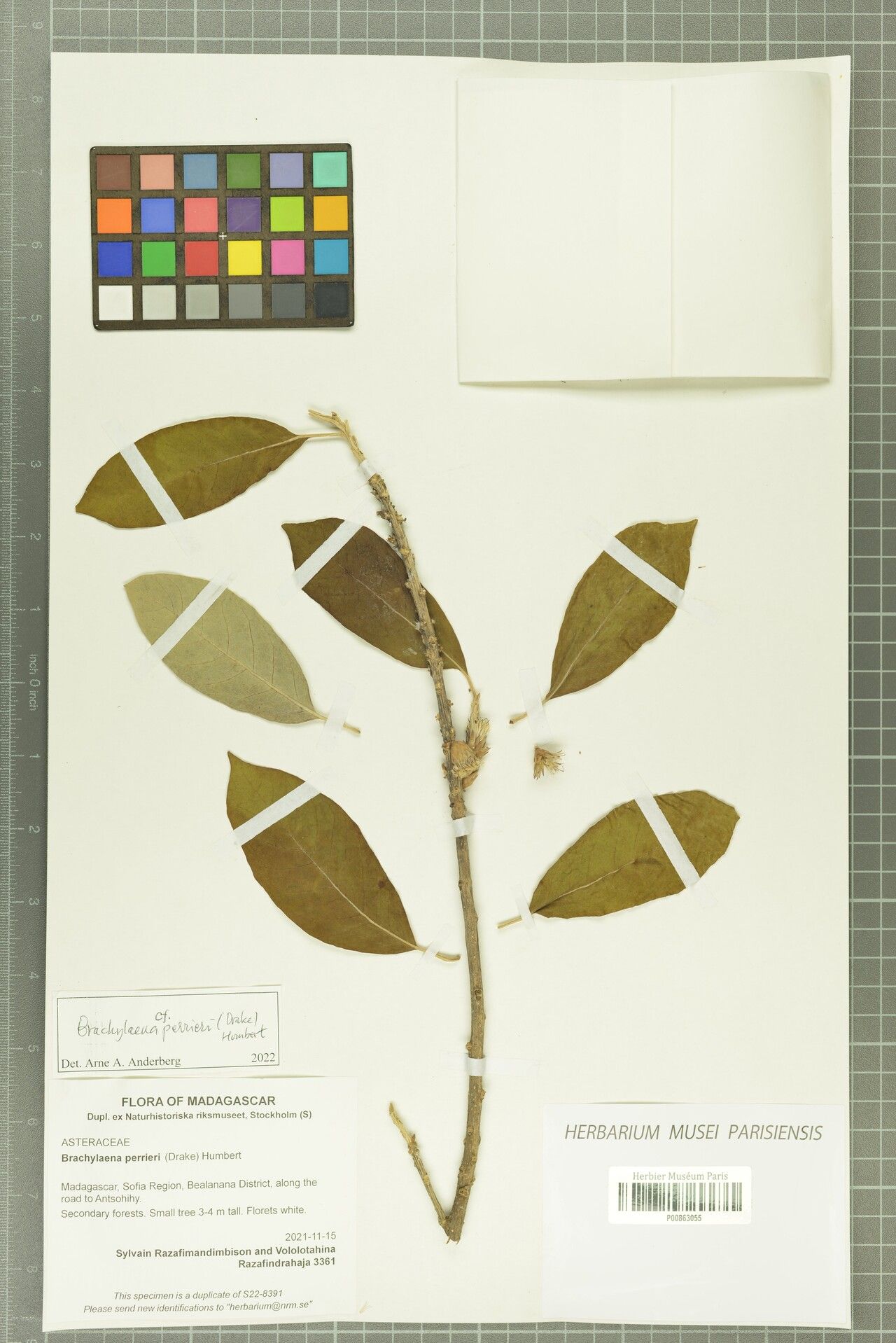 Brachylaena perrieri — related species from the same genus