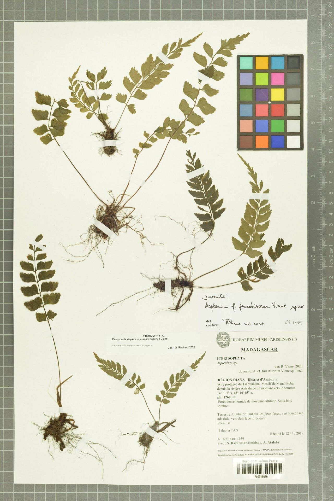 Asplenium manarikobaense — houseplant care guide