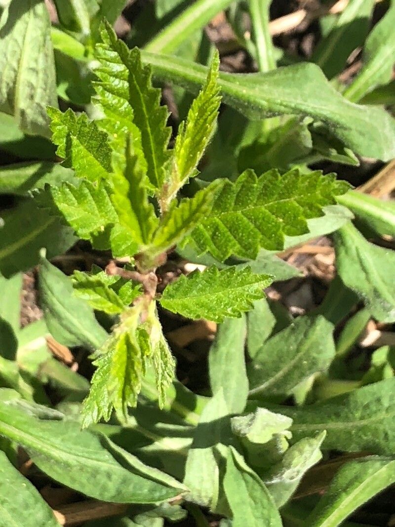 Turnera diffusa — related species from the same genus