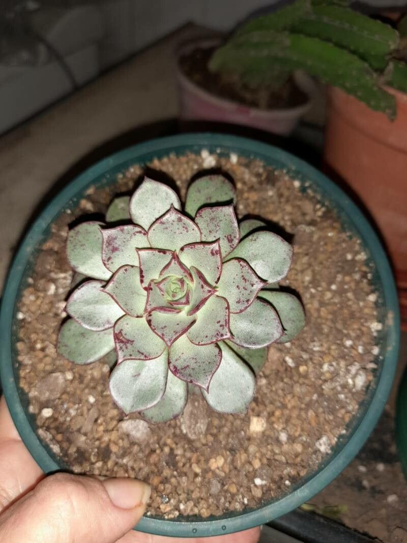Echeveria longissima leaf