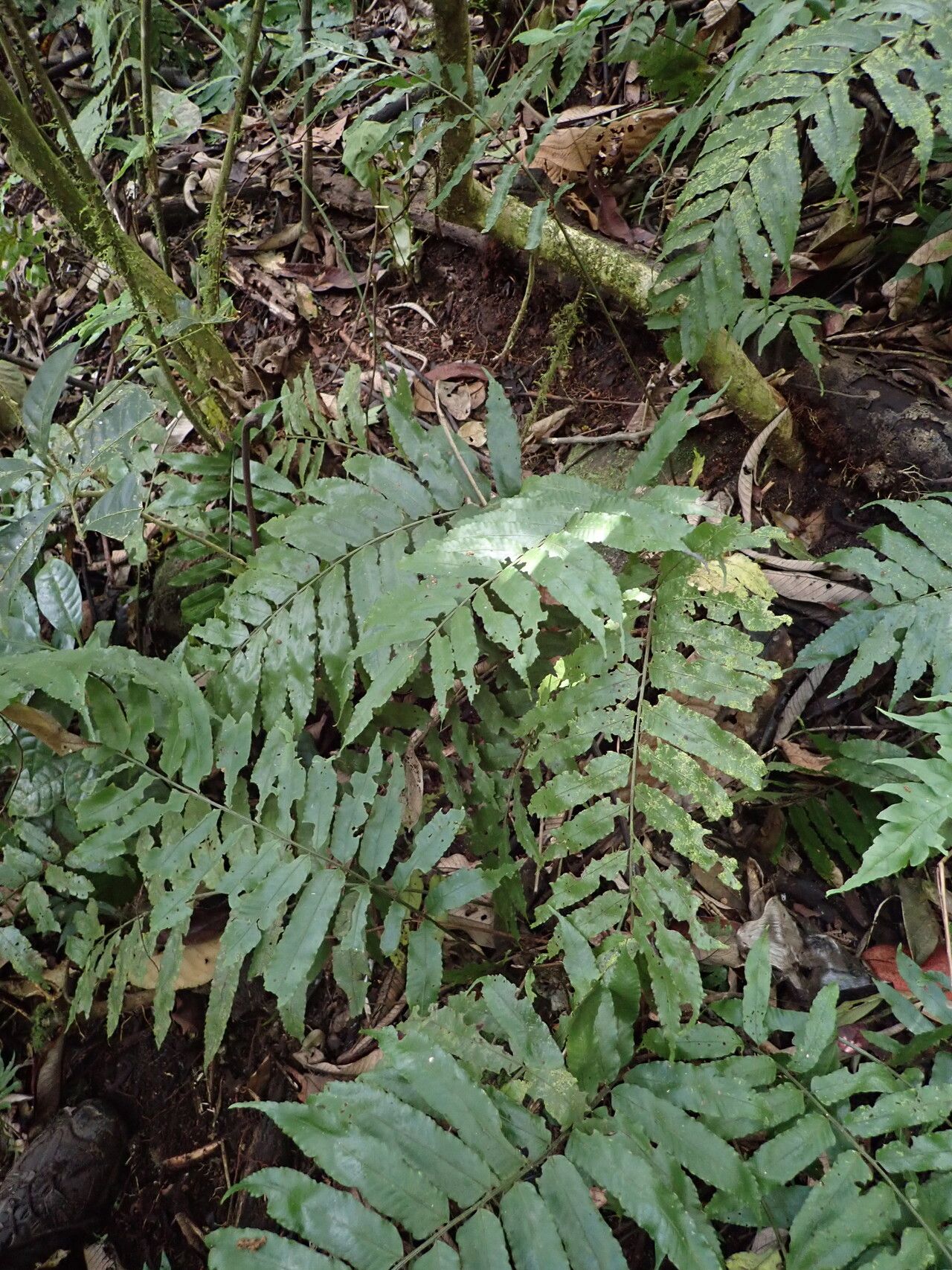 Bolbitis acrostichoides habit