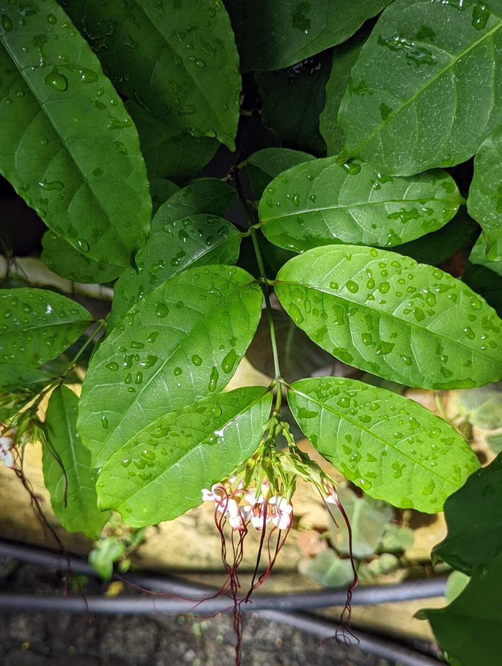 Strophanthus preussii leaf