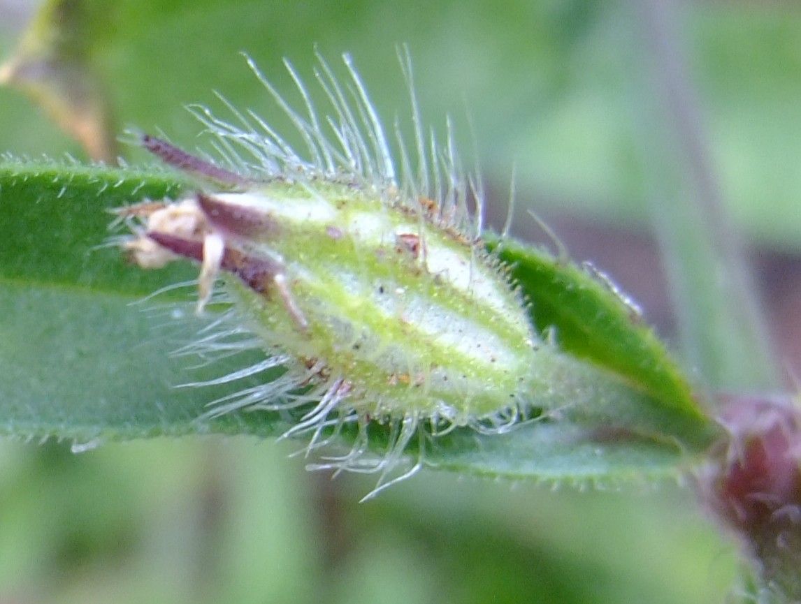 Silene lagunensis fruit
