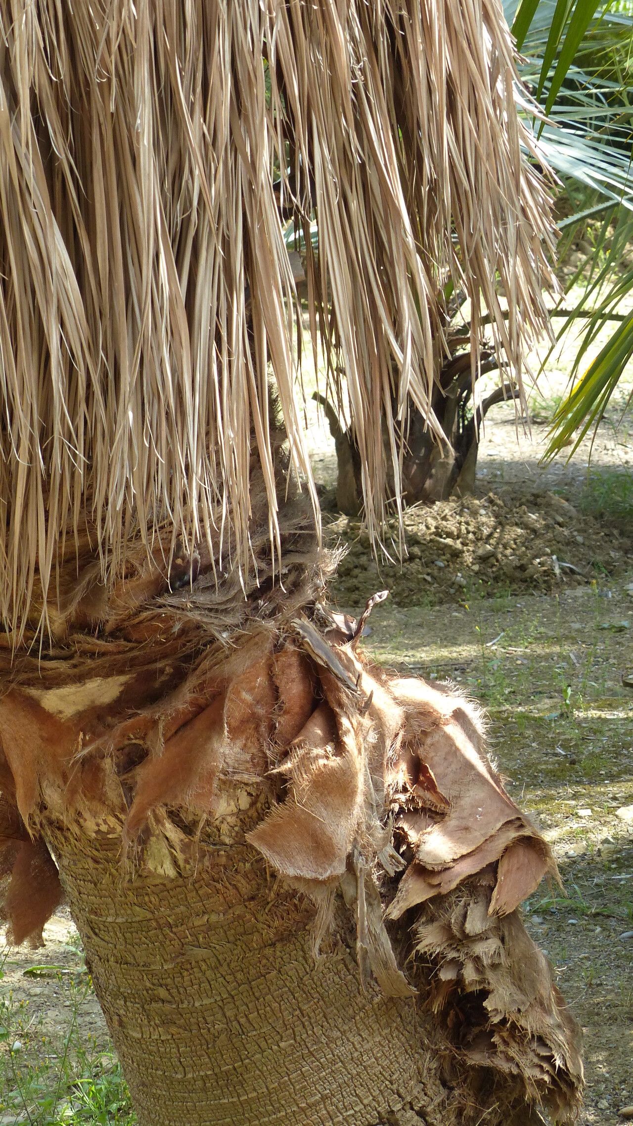 Brahea calcarea bark