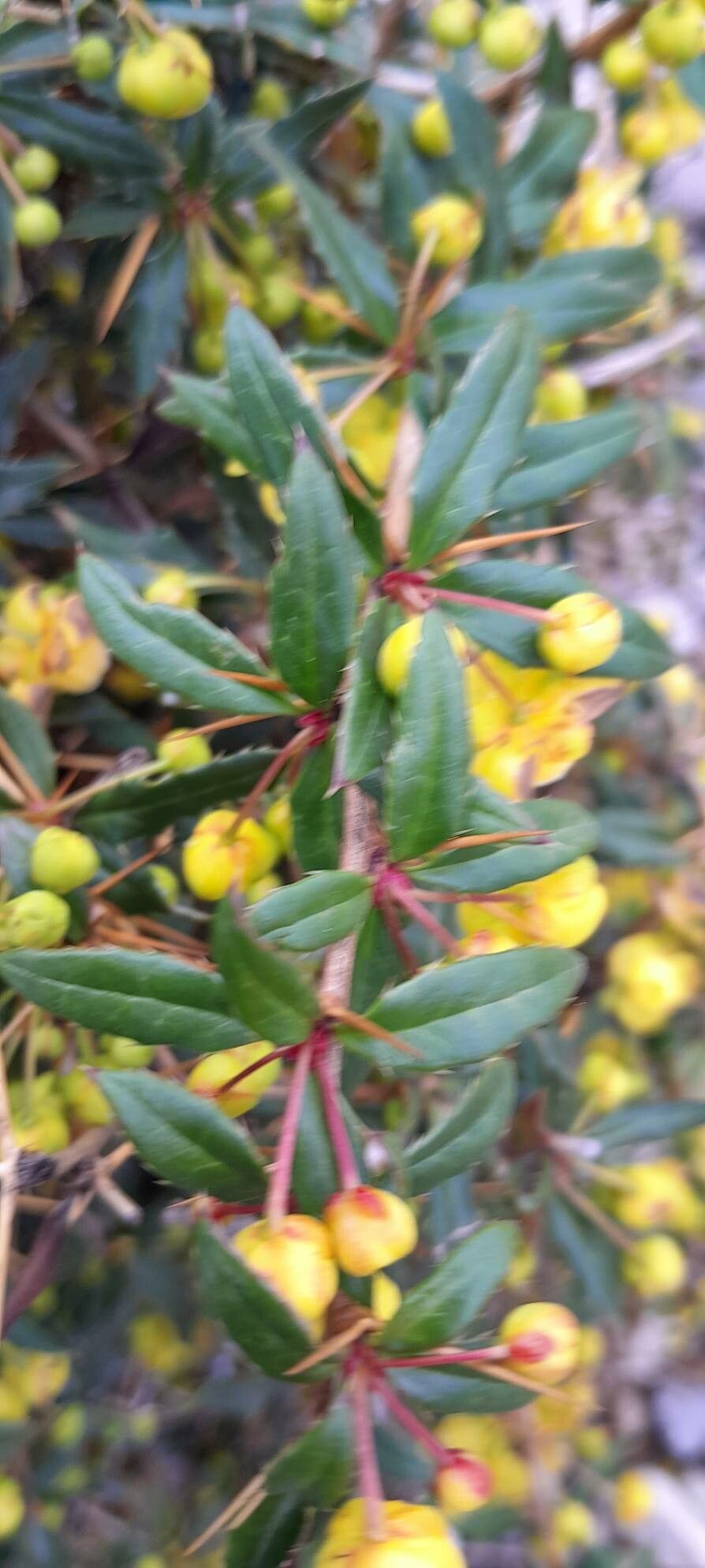 Berberis × hybridogagnepainii — search result for 'Berberis'