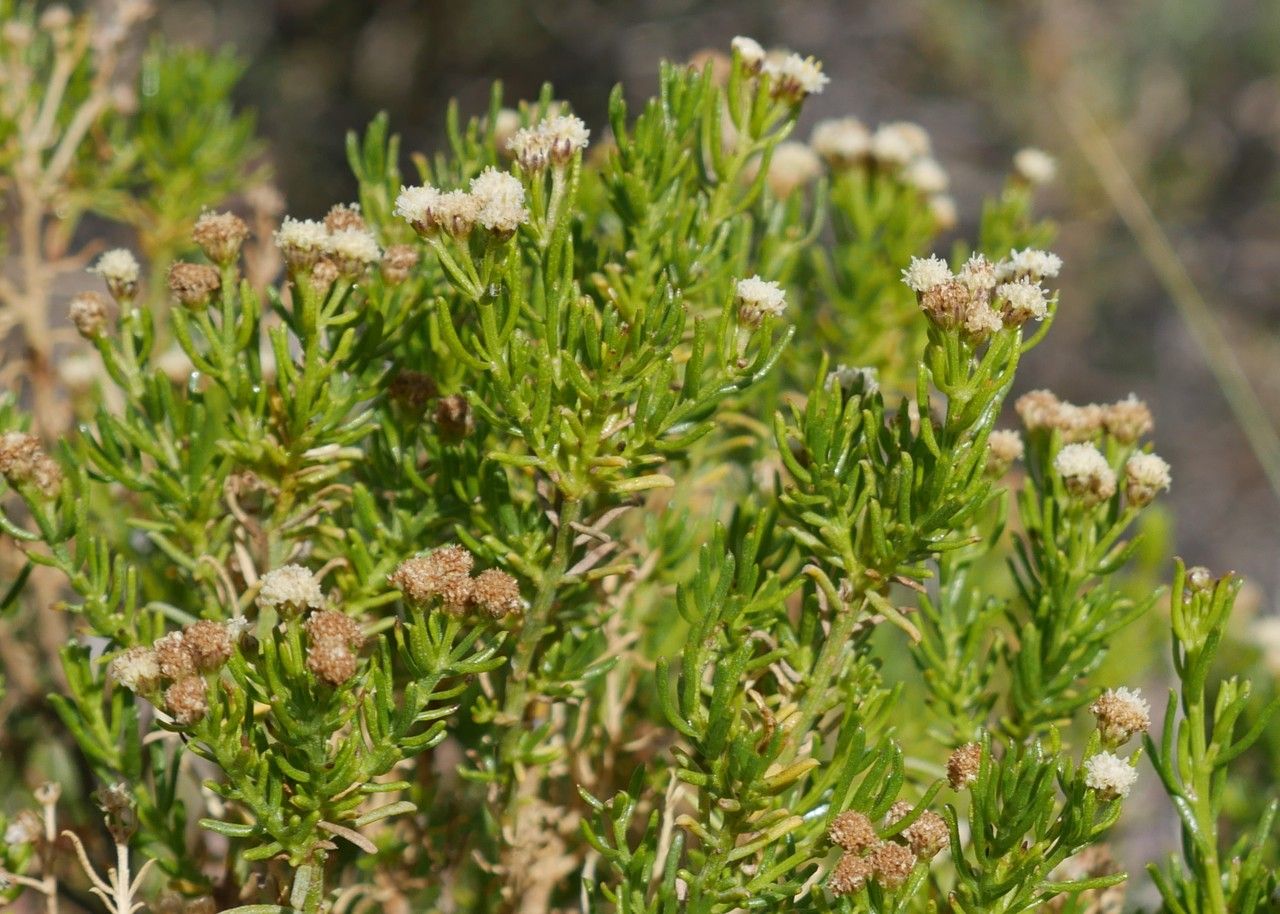 Baccharis boliviensis flower