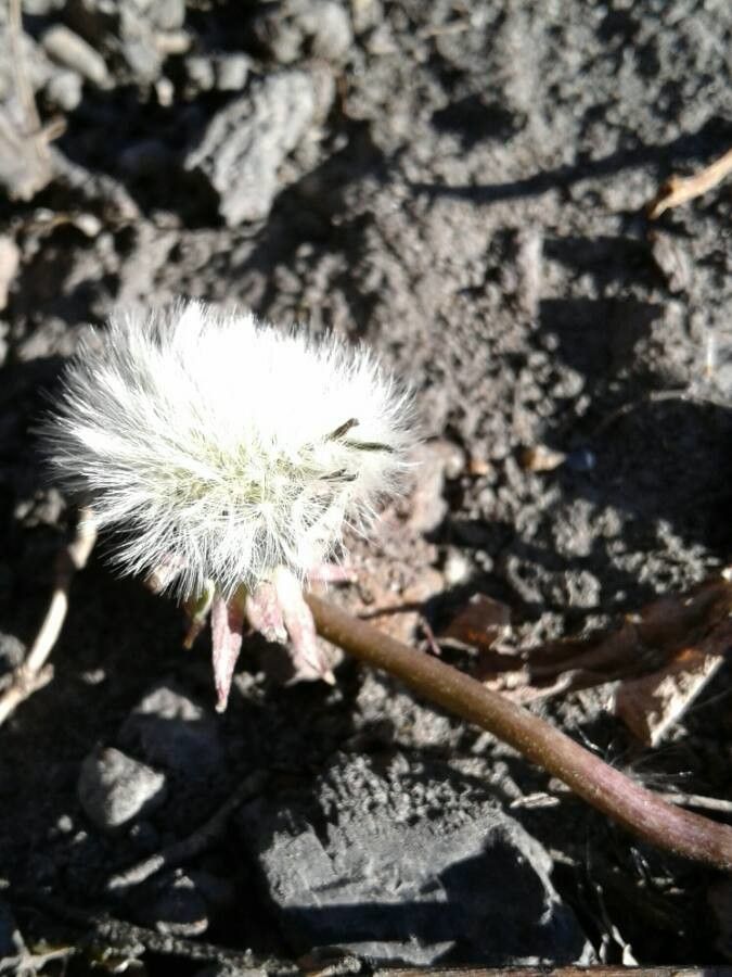 Taraxacum palustre fruit